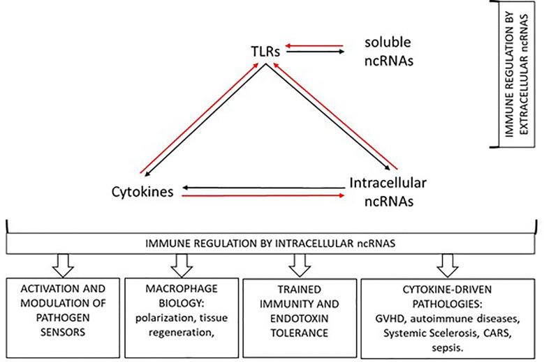 https://cdn.ncbi.nlm.nih.gov/pmc/blobs/62f5/7593235/f63af91cdae0/fimmu-11-607222-g001.jpg