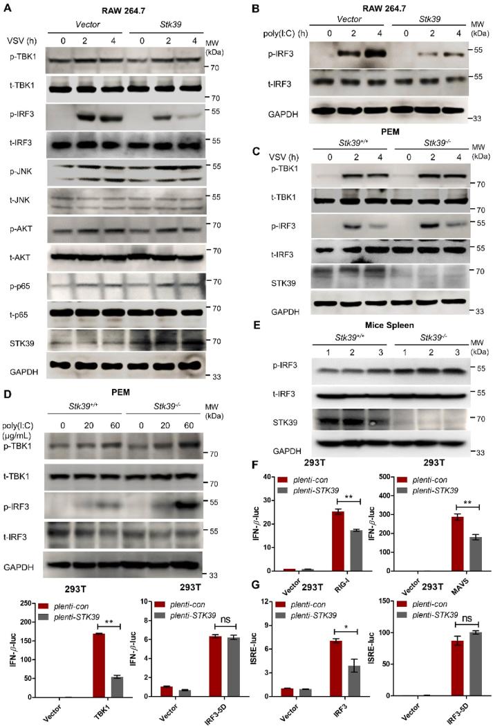 https://cdn.ncbi.nlm.nih.gov/pmc/blobs/62f9/12069245/dc5e4368a1de/gr4.jpg