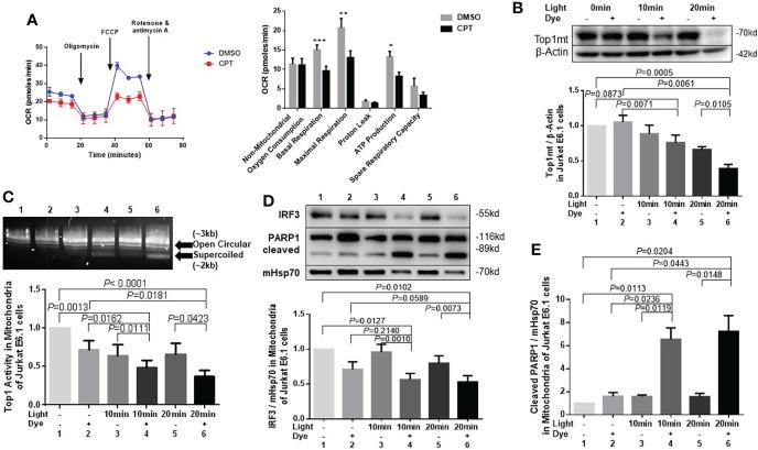 https://cdn.ncbi.nlm.nih.gov/pmc/blobs/6300/9669385/1bef02e15b02/fcimb-12-1026293-g003.jpg