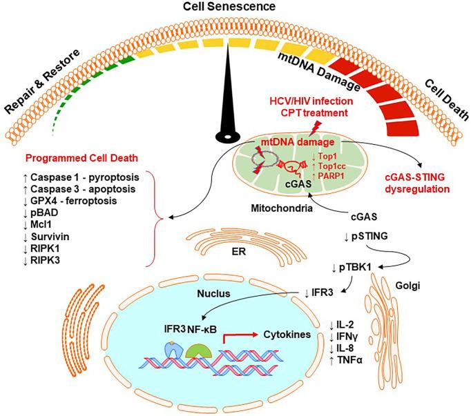 https://cdn.ncbi.nlm.nih.gov/pmc/blobs/6300/9669385/6b6b07436d24/fcimb-12-1026293-g007.jpg