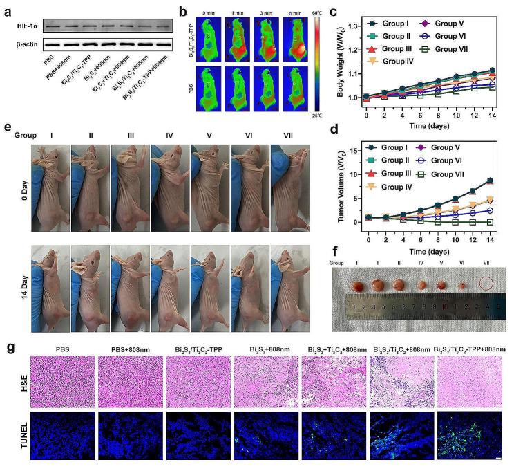 https://cdn.ncbi.nlm.nih.gov/pmc/blobs/6301/10953153/01a606346799/12951_2024_2391_Fig6_HTML.jpg