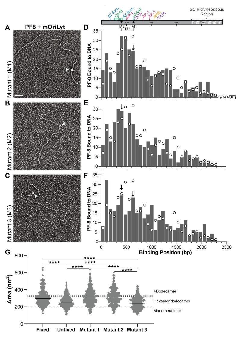 https://cdn.ncbi.nlm.nih.gov/pmc/blobs/6304/11860742/f1a966e37381/viruses-17-00190-g004.jpg