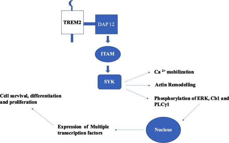 https://cdn.ncbi.nlm.nih.gov/pmc/blobs/6306/10473115/6109facc6fea/jad-94-jad221070-g002.jpg
