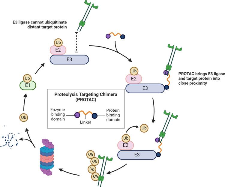 https://cdn.ncbi.nlm.nih.gov/pmc/blobs/6307/11180470/1e755798805c/IJN-19-5739-g0002.jpg
