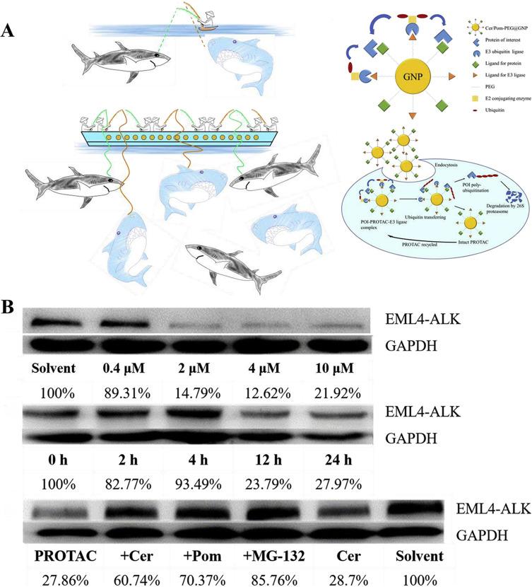 https://cdn.ncbi.nlm.nih.gov/pmc/blobs/6307/11180470/5f1c4be47bee/IJN-19-5739-g0008.jpg
