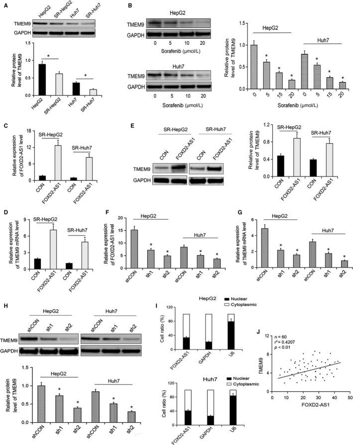 https://cdn.ncbi.nlm.nih.gov/pmc/blobs/630b/6714507/58c12510136e/JCMM-23-6024-g003.jpg