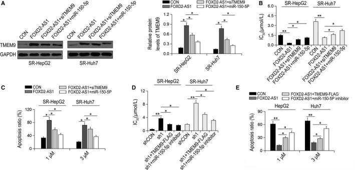 https://cdn.ncbi.nlm.nih.gov/pmc/blobs/630b/6714507/d6161056a97d/JCMM-23-6024-g005.jpg