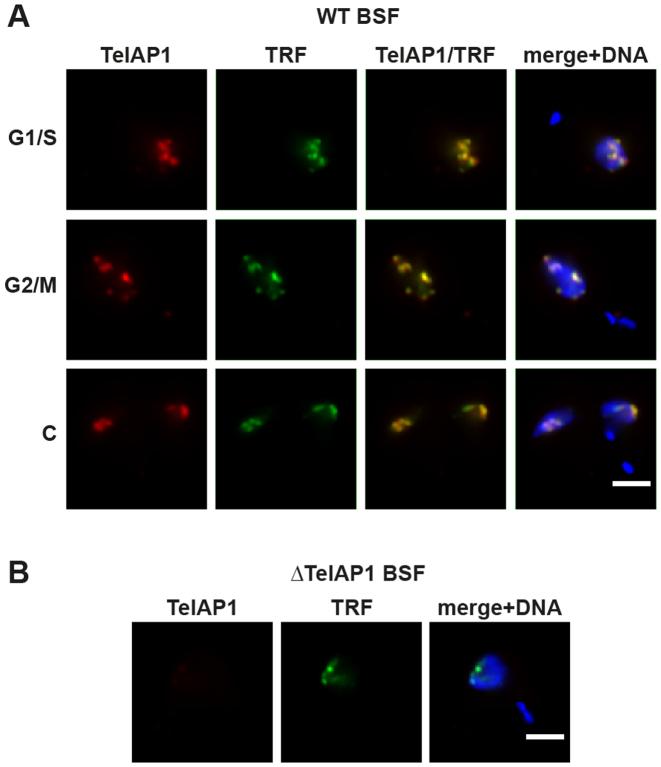 https://cdn.ncbi.nlm.nih.gov/pmc/blobs/630d/5888660/700cf04cb337/gky028fig2.jpg