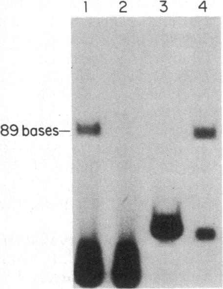 https://cdn.ncbi.nlm.nih.gov/pmc/blobs/630f/391030/8dd6096ed905/pnas00358-0237-c.jpg
