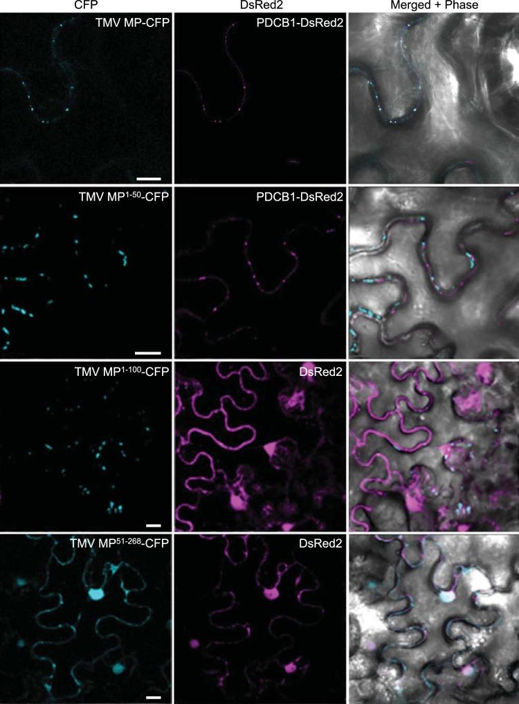 https://cdn.ncbi.nlm.nih.gov/pmc/blobs/6310/4725018/e7989c641c3f/mbo0011626340002.jpg