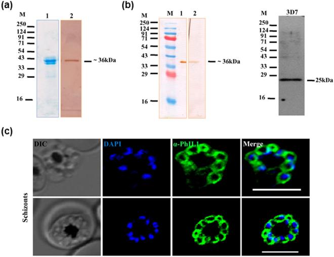https://cdn.ncbi.nlm.nih.gov/pmc/blobs/6318/5686188/b54d08c51c21/41598_2017_15781_Fig1_HTML.jpg