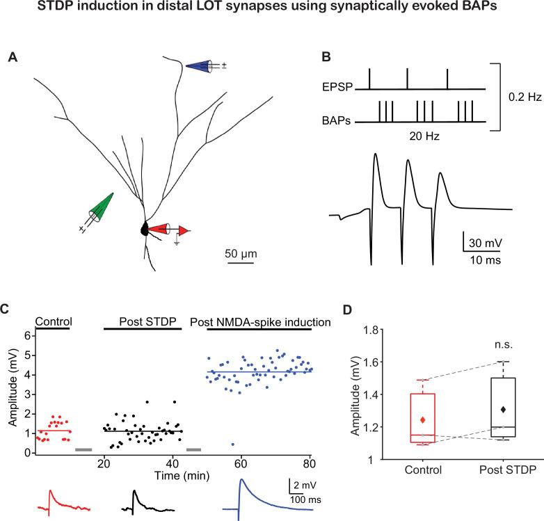 https://cdn.ncbi.nlm.nih.gov/pmc/blobs/631e/8575458/c92ab4ba7fac/elife-70383-fig1-figsupp1.jpg
