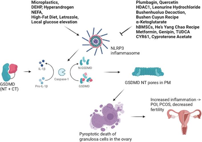 https://cdn.ncbi.nlm.nih.gov/pmc/blobs/6320/11438836/05fbf99ad64b/43032_2024_1643_Fig1_HTML.jpg