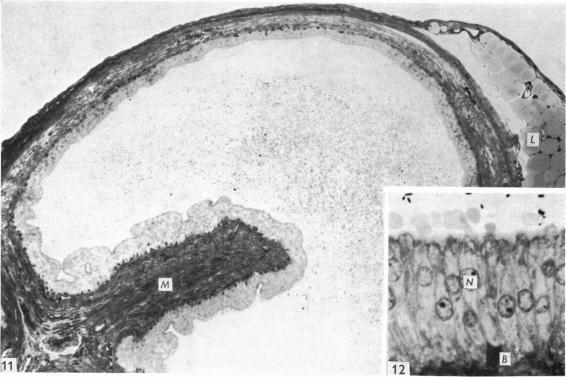 https://cdn.ncbi.nlm.nih.gov/pmc/blobs/6321/1231898/6818408e8615/janat00369-0039-a.jpg