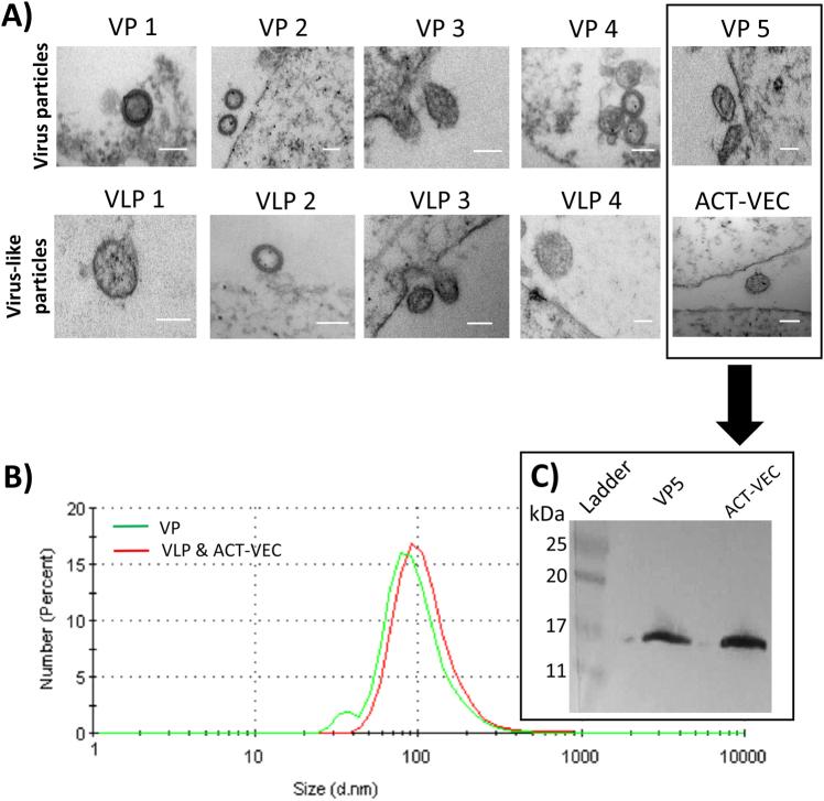 https://cdn.ncbi.nlm.nih.gov/pmc/blobs/6322/5775397/066d61e89959/41541_2017_40_Fig4_HTML.jpg