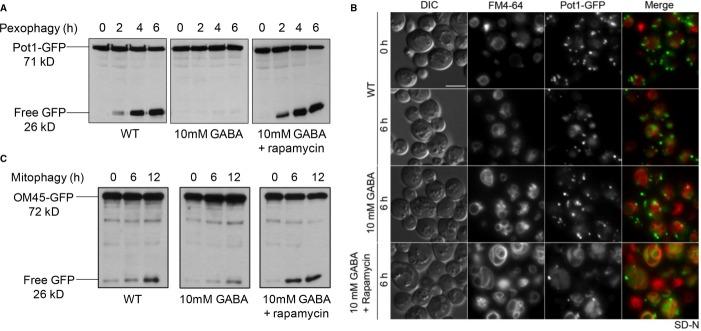 https://cdn.ncbi.nlm.nih.gov/pmc/blobs/6324/3992080/743a5cc4d73c/emmm0006-0551-f2.jpg