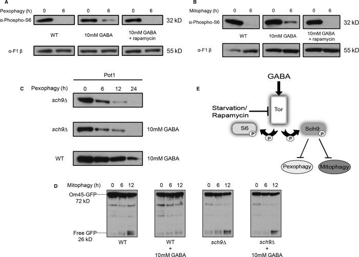 https://cdn.ncbi.nlm.nih.gov/pmc/blobs/6324/3992080/c9fd41dc01c8/emmm0006-0551-f4.jpg