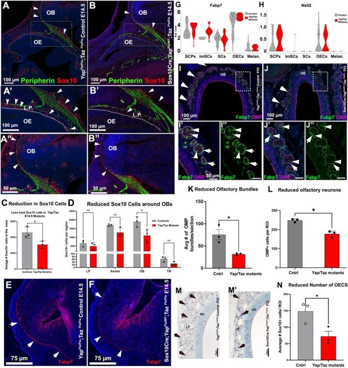 https://cdn.ncbi.nlm.nih.gov/pmc/blobs/6327/12334863/941ffff4ec7a/GLIA-73-2077-g003.jpg