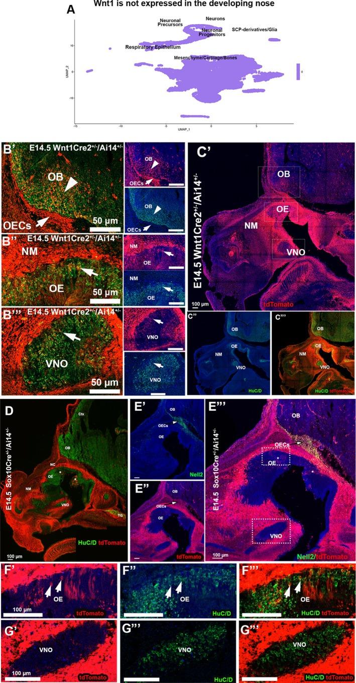 https://cdn.ncbi.nlm.nih.gov/pmc/blobs/6327/12334863/eafef0c22990/GLIA-73-2077-g005.jpg