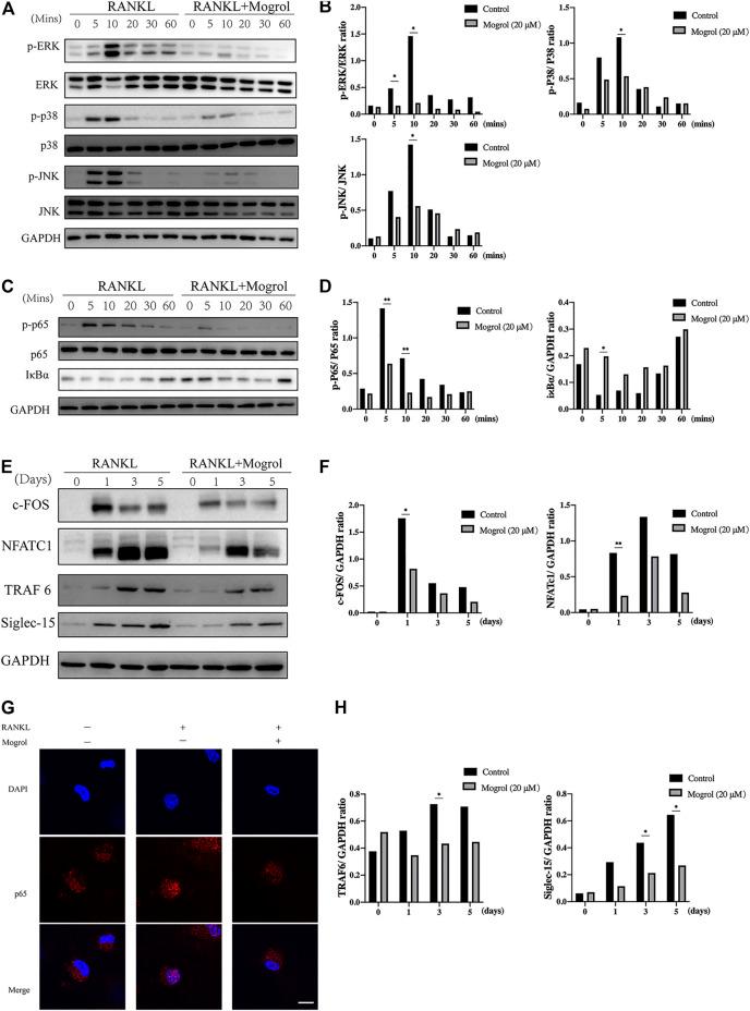 https://cdn.ncbi.nlm.nih.gov/pmc/blobs/632d/9038946/03c98e271d35/fphar-13-803880-g005.jpg