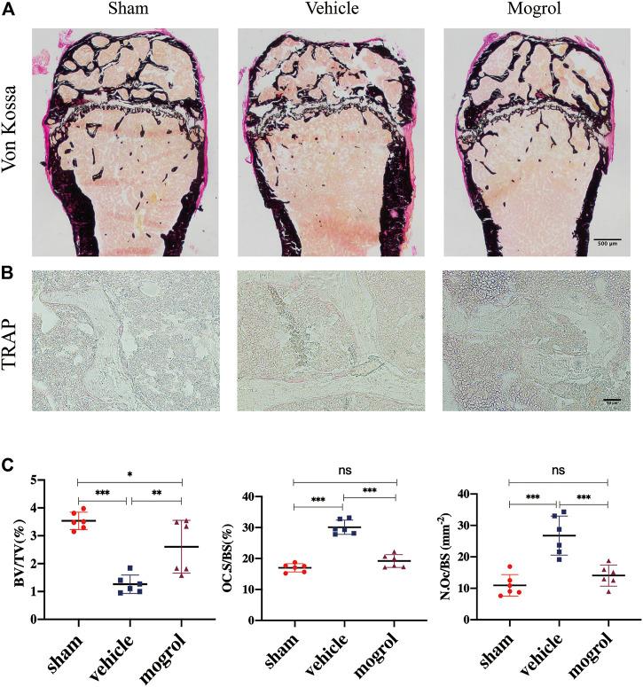 https://cdn.ncbi.nlm.nih.gov/pmc/blobs/632d/9038946/83266241a270/fphar-13-803880-g007.jpg
