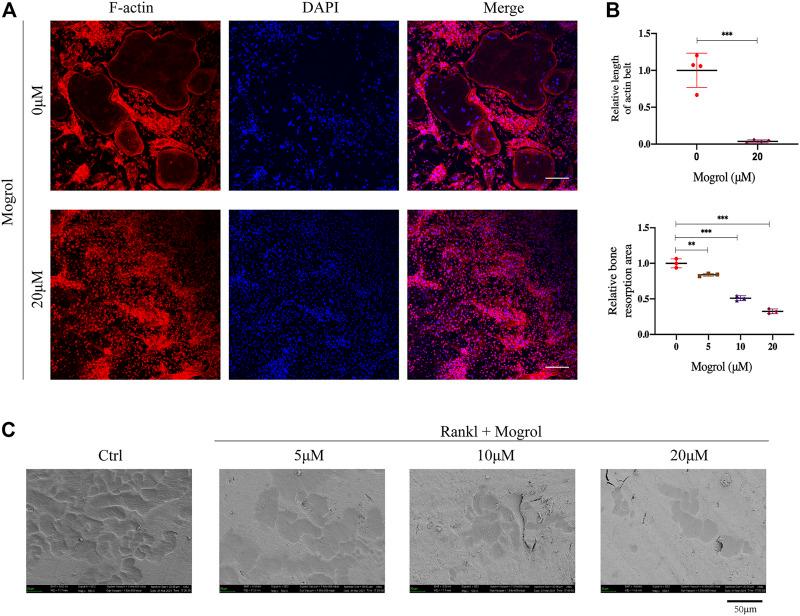 https://cdn.ncbi.nlm.nih.gov/pmc/blobs/632d/9038946/a1843a721c66/fphar-13-803880-g003.jpg