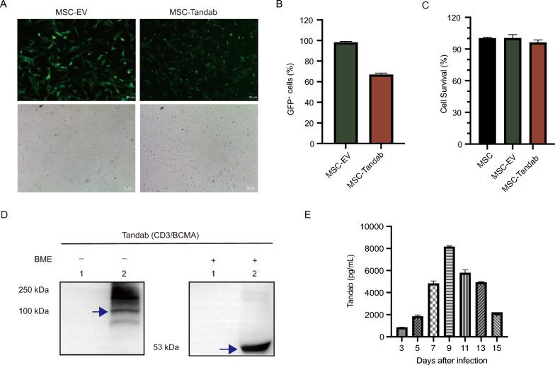https://cdn.ncbi.nlm.nih.gov/pmc/blobs/6330/11823243/bf360f93aeae/13287_2025_4212_Fig1_HTML.jpg