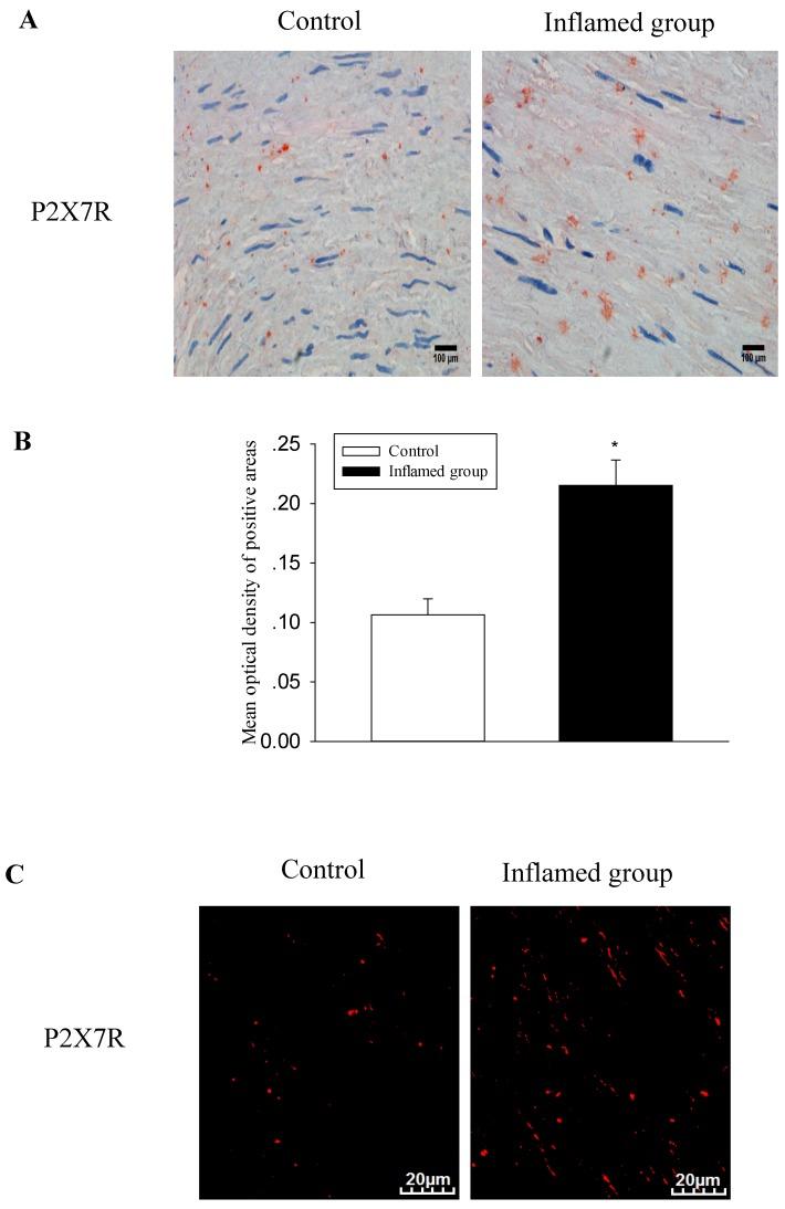 https://cdn.ncbi.nlm.nih.gov/pmc/blobs/6332/5118757/e2349c2a23b9/ijmsv13p0858g005.jpg