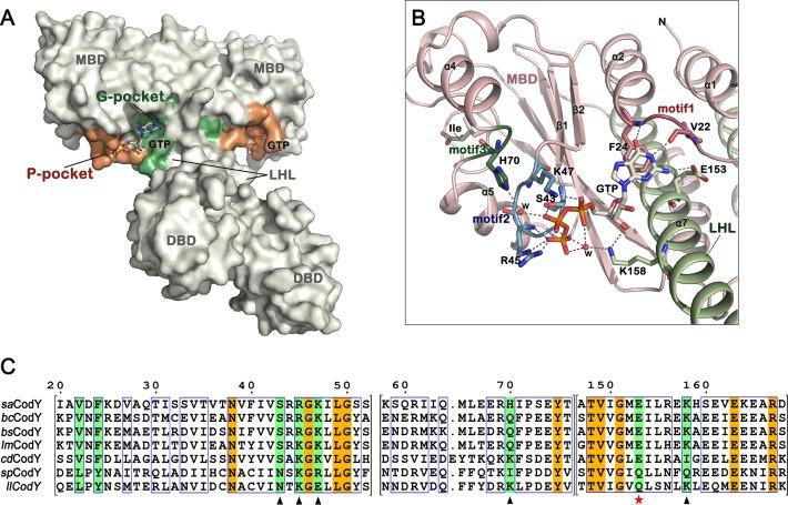 https://cdn.ncbi.nlm.nih.gov/pmc/blobs/6333/5100569/c476a0c76bff/gkw775fig3.jpg
