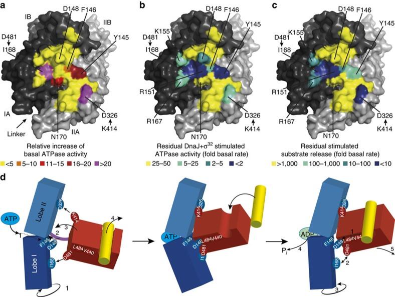 https://cdn.ncbi.nlm.nih.gov/pmc/blobs/6336/4595643/6294721efb55/ncomms9308-f5.jpg