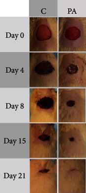 https://cdn.ncbi.nlm.nih.gov/pmc/blobs/6337/7586176/e03e1502ae65/BMRI2020-6897497.007.jpg