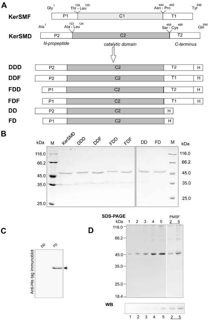 https://cdn.ncbi.nlm.nih.gov/pmc/blobs/6338/4720410/198a546fca13/MBT2-9-035-g001.jpg