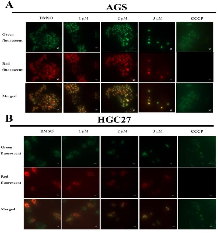 https://cdn.ncbi.nlm.nih.gov/pmc/blobs/633c/9324172/43c874a3ce79/ijms-23-08028-g004.jpg