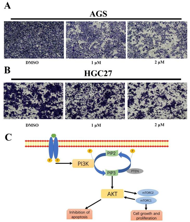https://cdn.ncbi.nlm.nih.gov/pmc/blobs/633c/9324172/f2857ffc72b8/ijms-23-08028-g008.jpg
