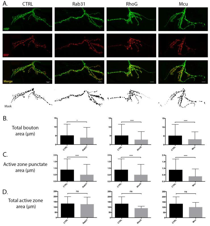 https://cdn.ncbi.nlm.nih.gov/pmc/blobs/633f/8700124/ece8c9441445/cells-10-03403-g007.jpg