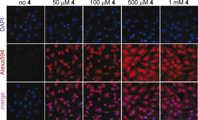https://cdn.ncbi.nlm.nih.gov/pmc/blobs/6341/4737177/4d3e575fed51/gkv903fig6.jpg