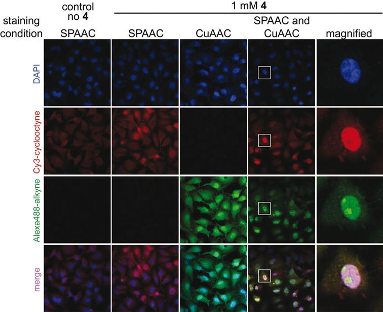https://cdn.ncbi.nlm.nih.gov/pmc/blobs/6341/4737177/d5e1ebbf3921/gkv903fig8.jpg