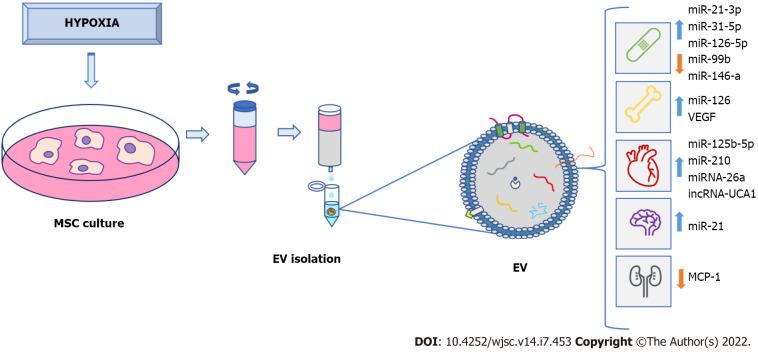 https://cdn.ncbi.nlm.nih.gov/pmc/blobs/6344/9350626/c2a769697915/WJSC-14-453-g002.jpg