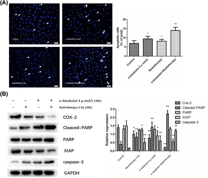 https://cdn.ncbi.nlm.nih.gov/pmc/blobs/6345/6558724/cbda95c9a2cb/bsr-39-bsr20190696-g4.jpg