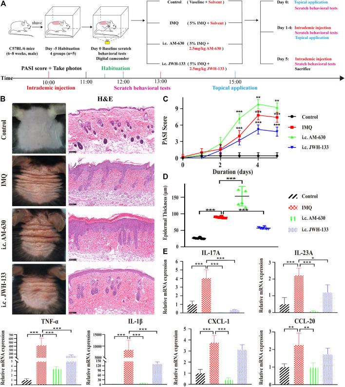https://cdn.ncbi.nlm.nih.gov/pmc/blobs/634c/8841964/59b1945b5165/fphar-13-790712-g004.jpg