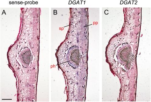 https://cdn.ncbi.nlm.nih.gov/pmc/blobs/634e/3003803/a706f9213f95/jexboterq286f07_3c.jpg