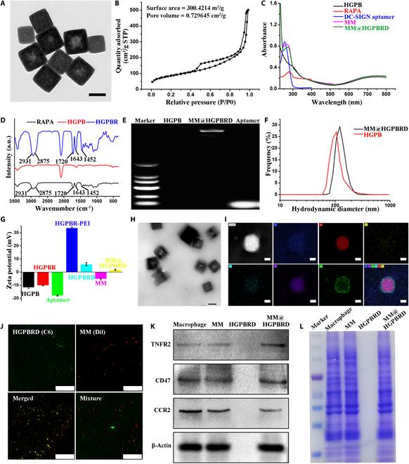 https://cdn.ncbi.nlm.nih.gov/pmc/blobs/634f/12062579/33dcb7181a75/bmr.0204.fig.002.jpg