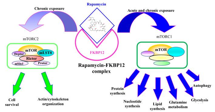 https://cdn.ncbi.nlm.nih.gov/pmc/blobs/6351/10991802/9414be1dd7b8/40643_2022_554_Fig4_HTML.jpg