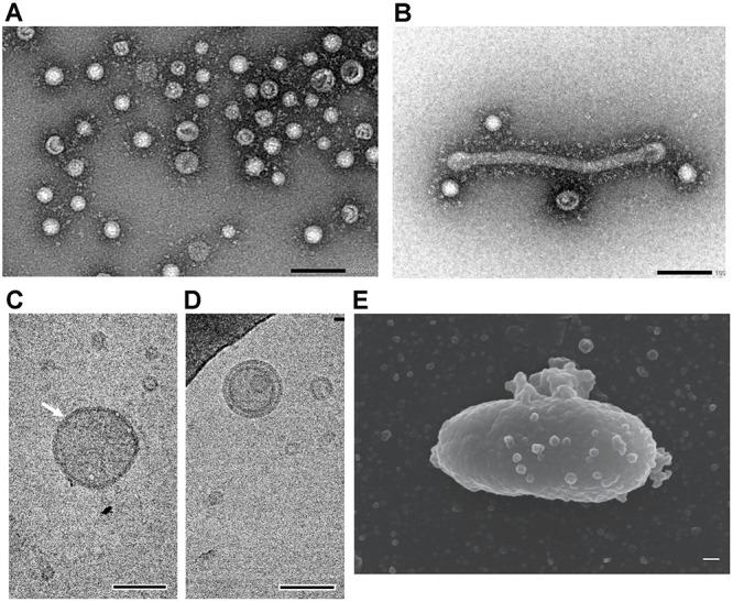 https://cdn.ncbi.nlm.nih.gov/pmc/blobs/6355/6971210/4cae5f6b5cfd/fmicb-10-03001-g004.jpg