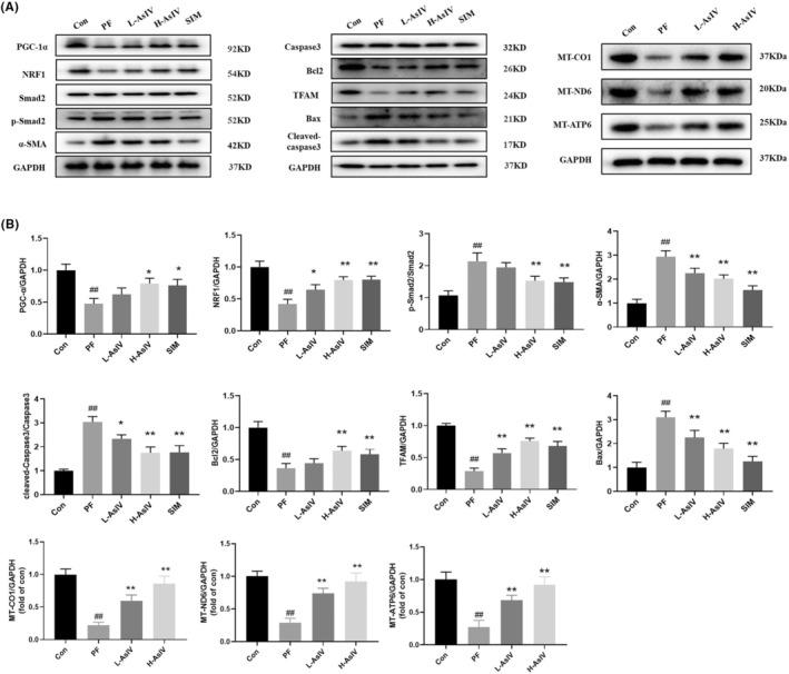 https://cdn.ncbi.nlm.nih.gov/pmc/blobs/6358/10538260/6d690e54f016/JCMM-27-2945-g004.jpg