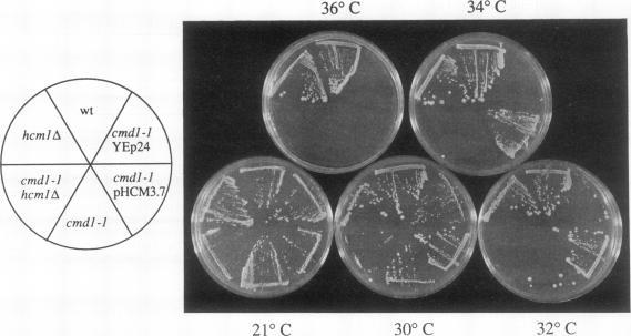 https://cdn.ncbi.nlm.nih.gov/pmc/blobs/6359/359490/194b995cd7b2/molcellb00015-0480-a.jpg