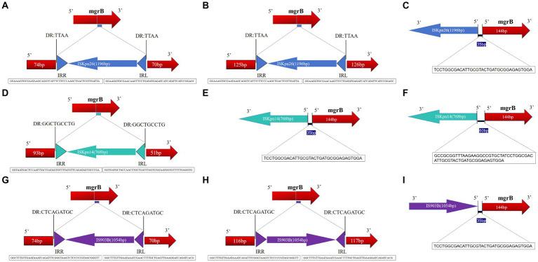 https://cdn.ncbi.nlm.nih.gov/pmc/blobs/635a/10569121/4c271fddf25e/fmicb-14-1277320-g005.jpg