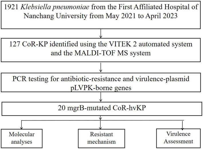 https://cdn.ncbi.nlm.nih.gov/pmc/blobs/635a/10569121/62b8a286cf74/fmicb-14-1277320-g001.jpg