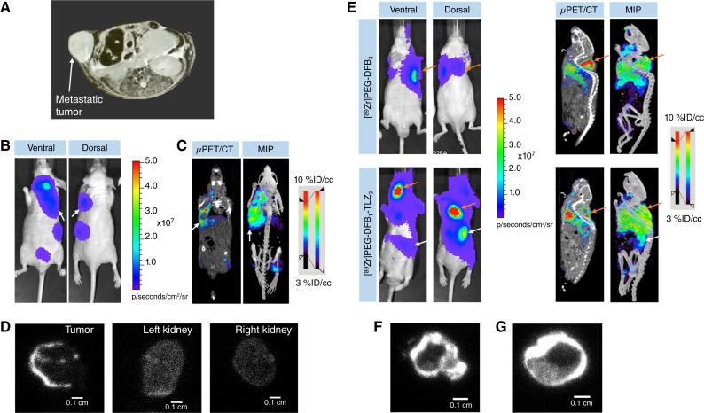 https://cdn.ncbi.nlm.nih.gov/pmc/blobs/635e/11694059/edc6f93b30d6/mct-24-0024_f6.jpg