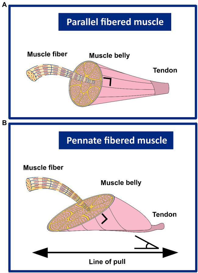 https://cdn.ncbi.nlm.nih.gov/pmc/blobs/6362/8531727/76ea8c4322fe/fphys-12-742034-g004.jpg
